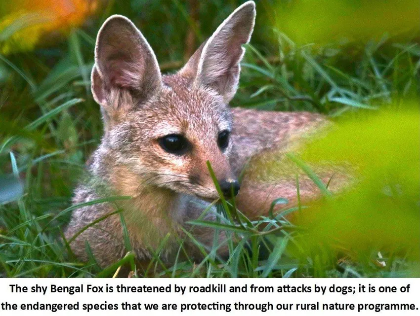 Endangered species