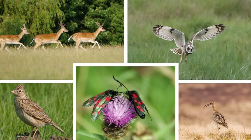 Species observed at the Hawthorpe site. Library images: fallow deer, Gillian Day; short-eared owl, Paul Neale; curlew, Owen Beaumont; burnet moth, Gillian Day; skylark, Richard Hanman