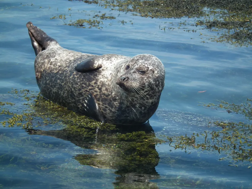 Harbour Seal by Derek Crawley