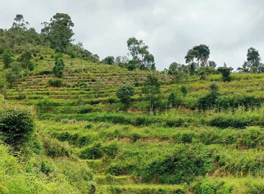 Terraced, tree-covered slopes: dynamic agroforestry restoring the land, one layer at a time.