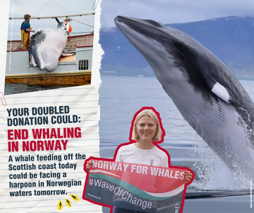 Your doubled donation could: End whaling in Norway. A whale feeding off the Scottish coast today could be facing a harpoon in Norwegian waters tomorrow.