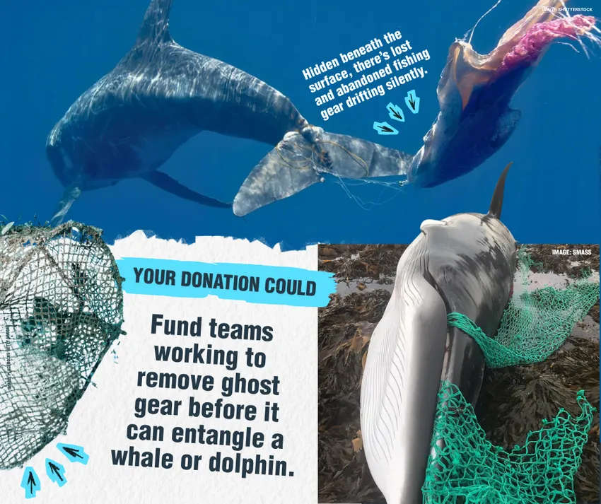 Your donation could fund teams working to remove ghost gear before it can entangle a whale or dolphin