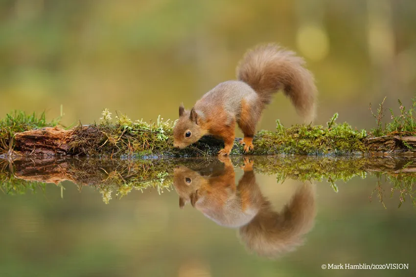 SQUIRREL - Mark Hamblin