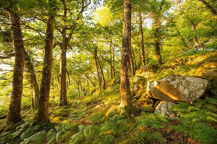 WOODLANDS LOW RES - Ben Porter