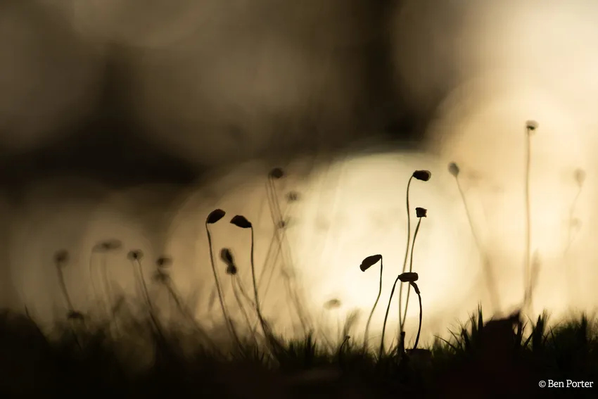 FIELD - Ben Porter