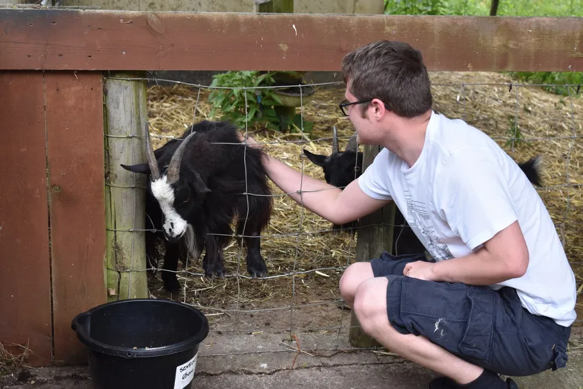 petting goats