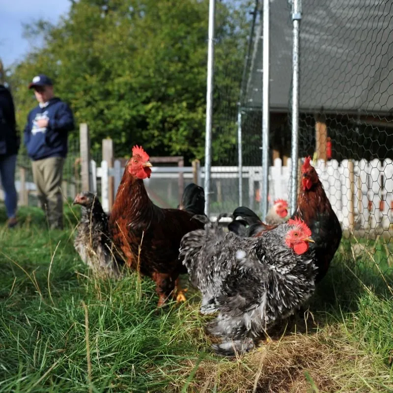 chickens