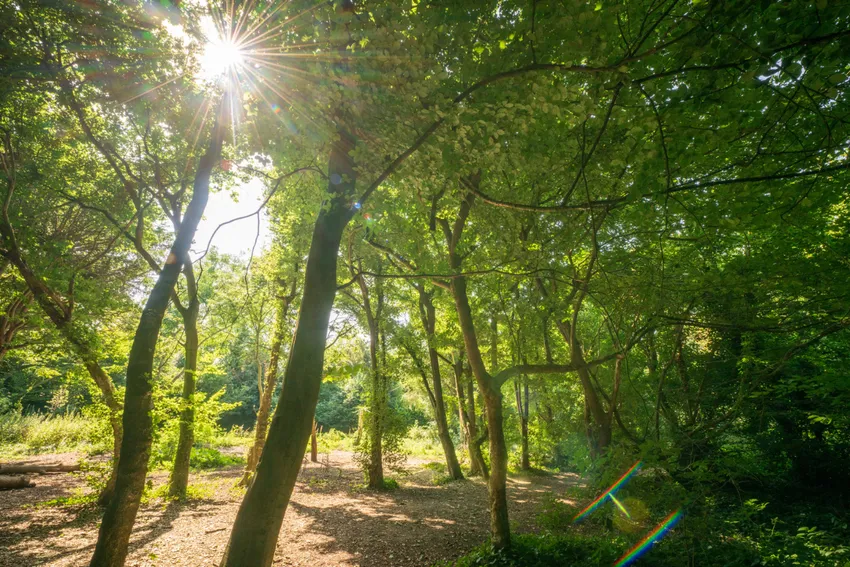 Sun coming through trees into glade