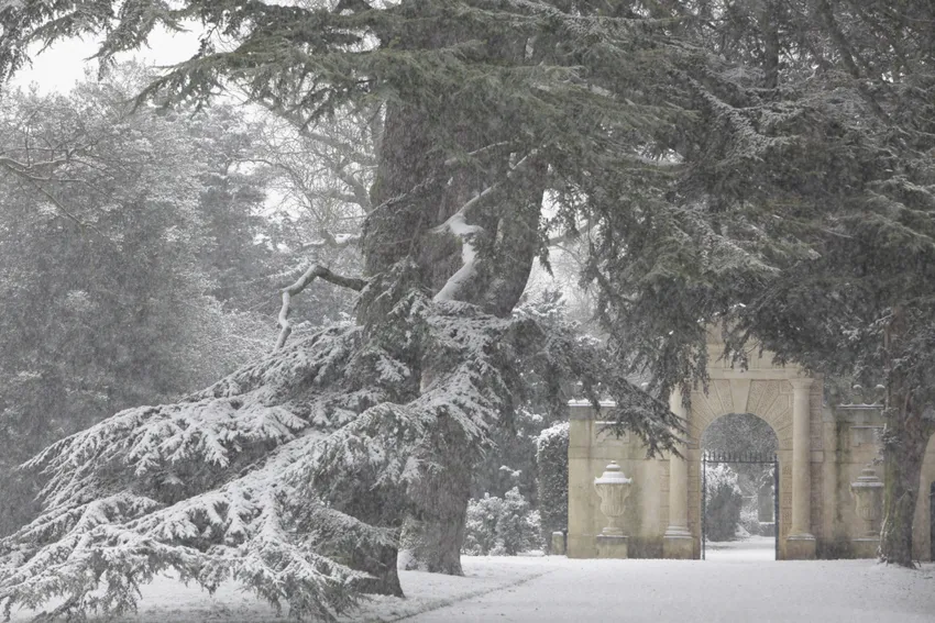yew trees in snow