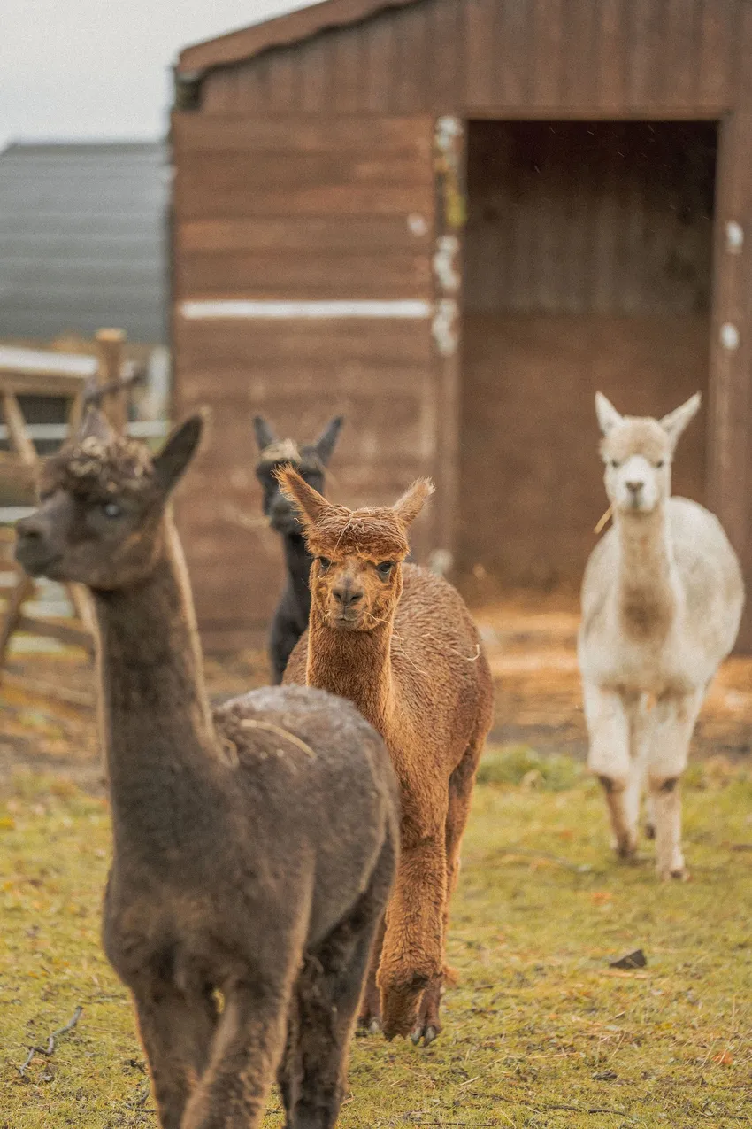 Alpacas on a farm