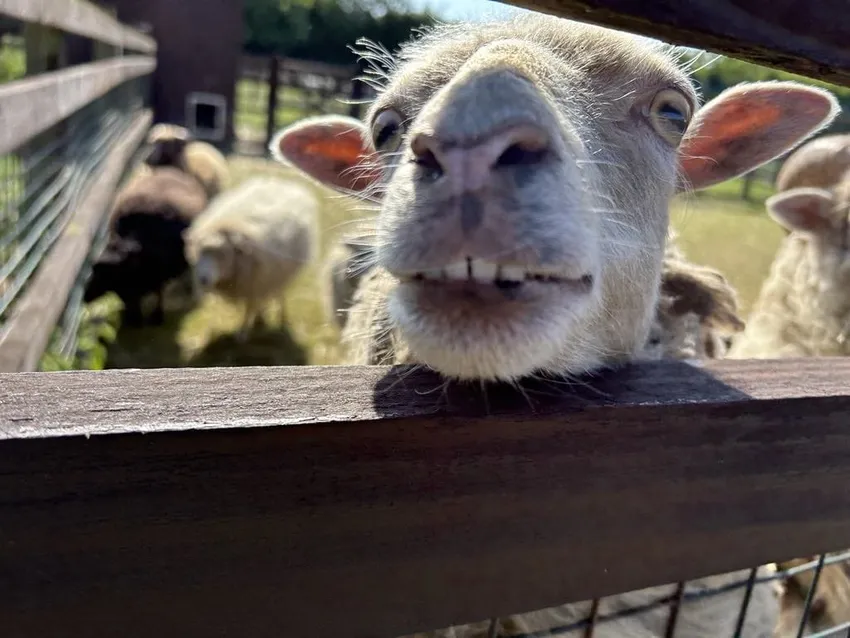 Close up of a sheep