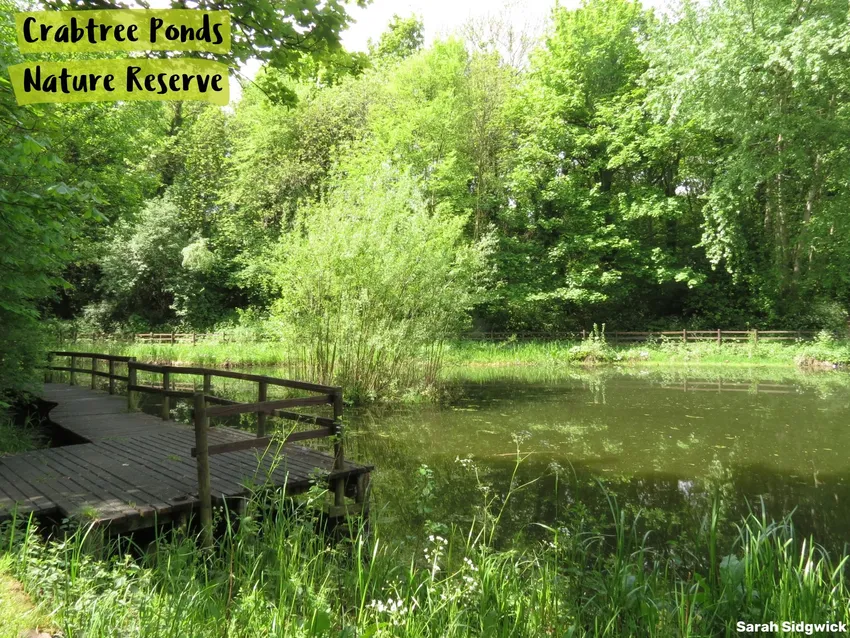 The Big Give For Sunnybank And Crabtree Ponds Nature Reserves In ...