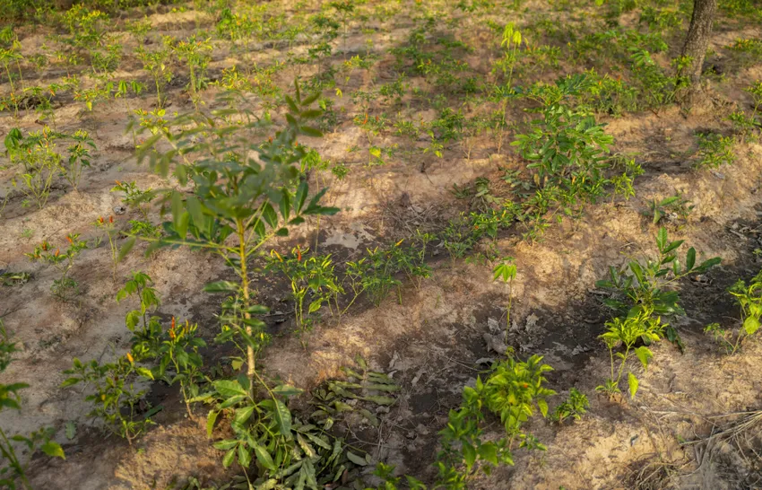 Seedlings in Yendi