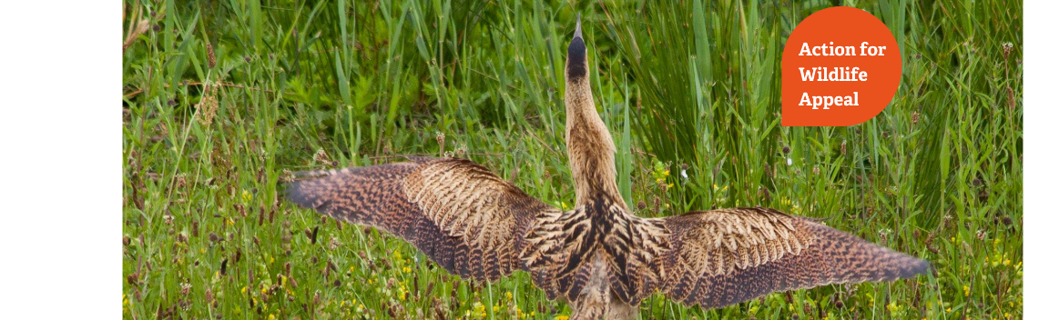 Wild Action Action for Wildlife – Big Give