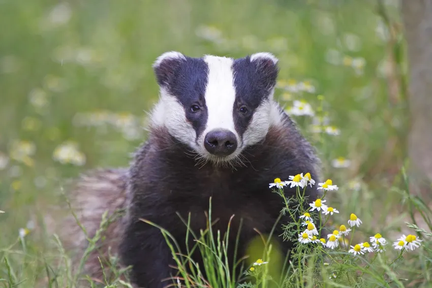 Badger Tom Skinner www.seeing.org.uk TS_8022
