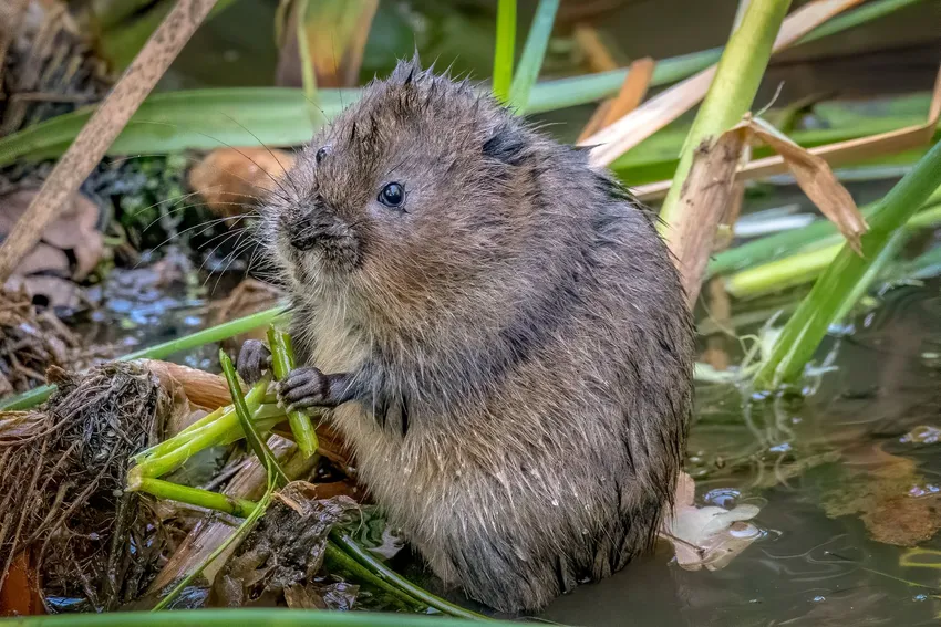Water vole Russ2019 Pixabay 7394556
