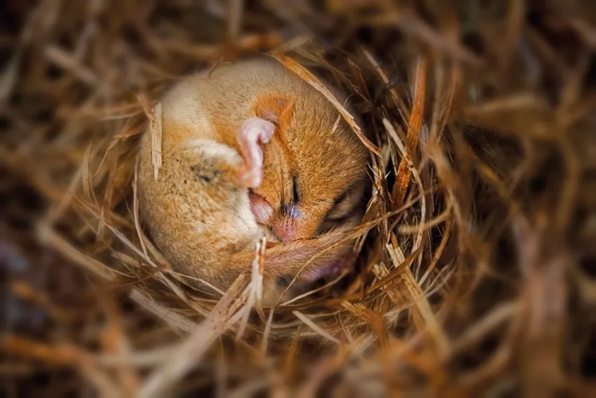 Dormouse iStock-535196267 ph