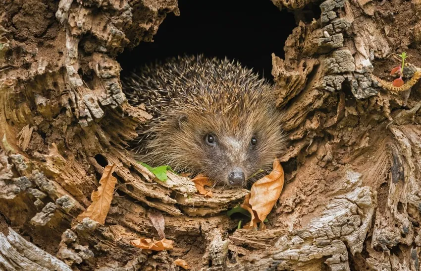Hedgehog Ann Coatesy iStock-1222175895 small