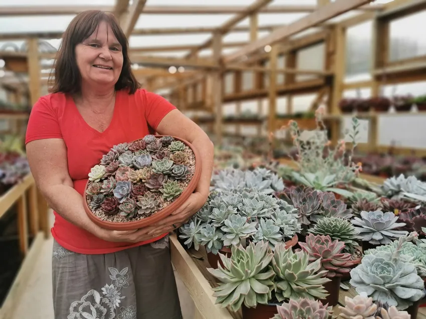Tracey stands in a bright greenhouse holding a large round pot filled with colourful succulents, surrounded by rows of tables displaying many more potted succulents from her National Collection of Echeveria