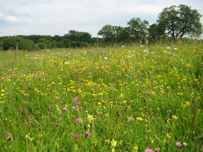 Bernwood Meadows_credit Wendy Tobitt