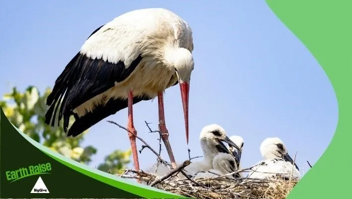 Nesting Stork with young