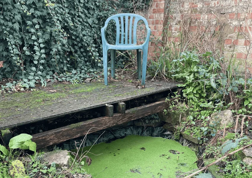 Pond in wild garden