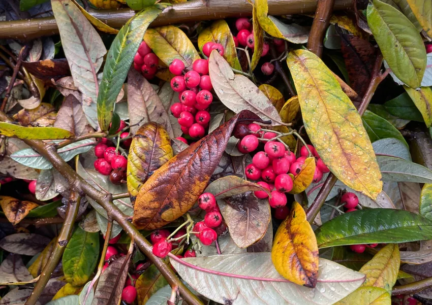 Berries in wild garden