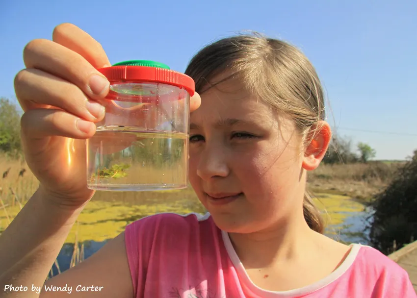 A child holds up a clear viewing pot containing pond water and small aquatic plants, carefully examining the contents beside a pond on a sunny day.