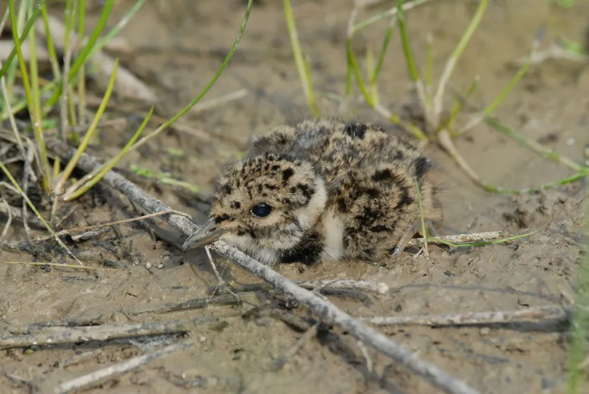 Lapwing chick in mud