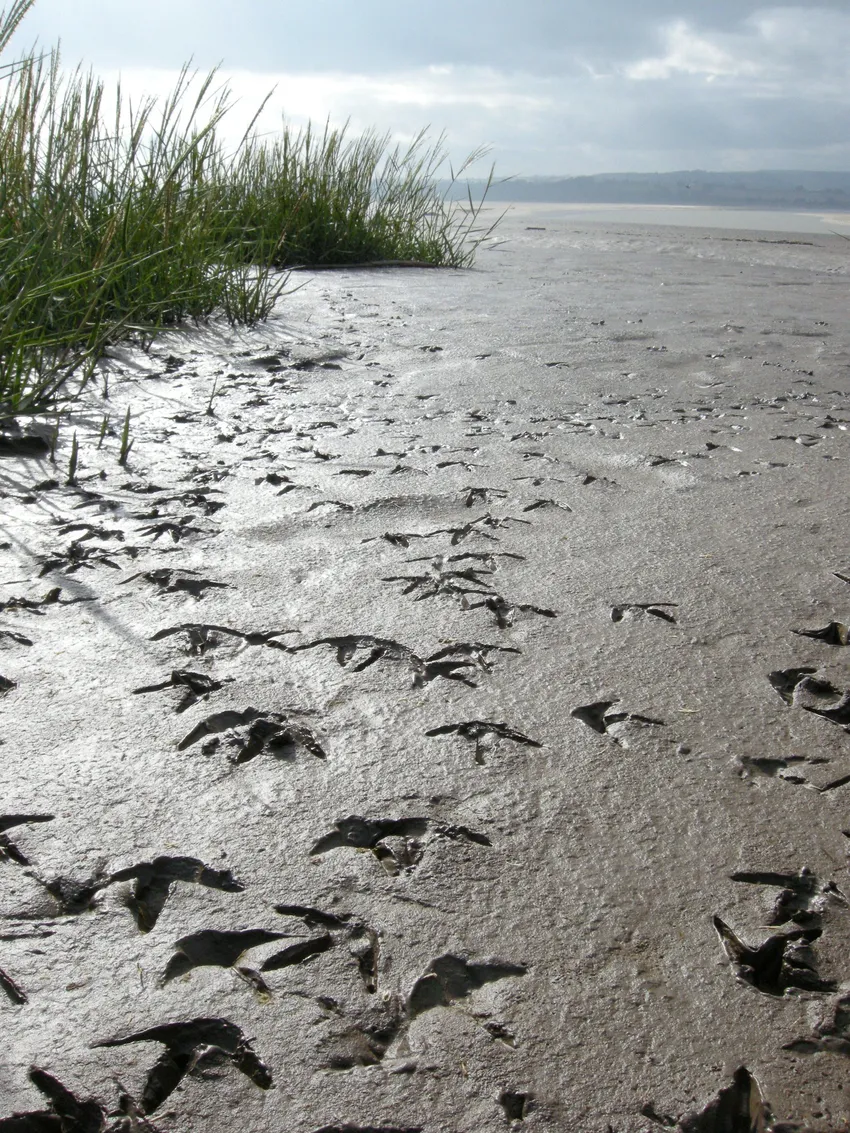 Curlew footprints in mud