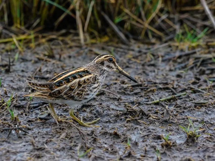 Jack snipe in mud