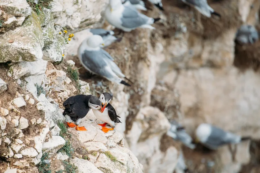 Puffins at Flamborough Cliffs