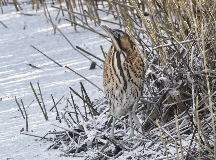 Bittern in the snow at North Cave Wetlands
