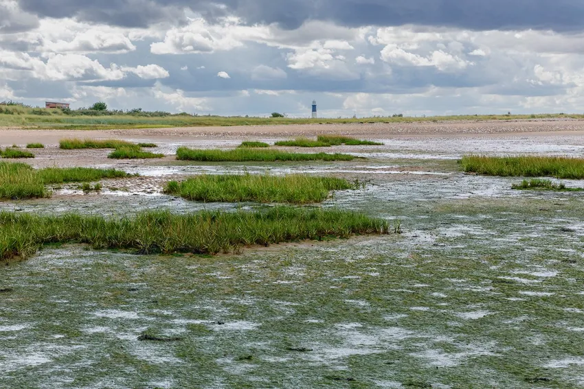Seagrass Meadow at Spurn