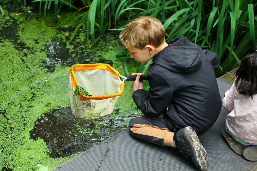 Pond dipping