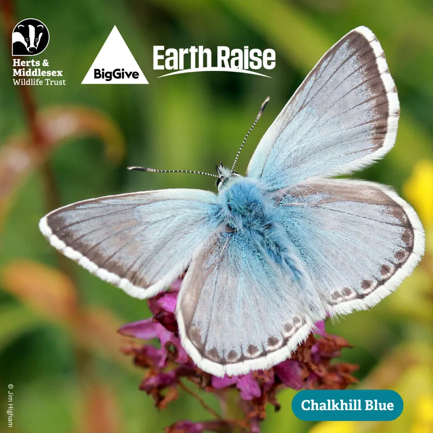 Chalkhill Blue