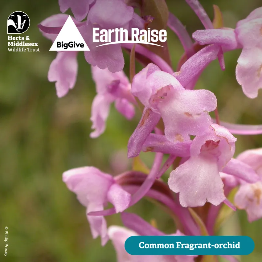 Common Fragrant-orchid