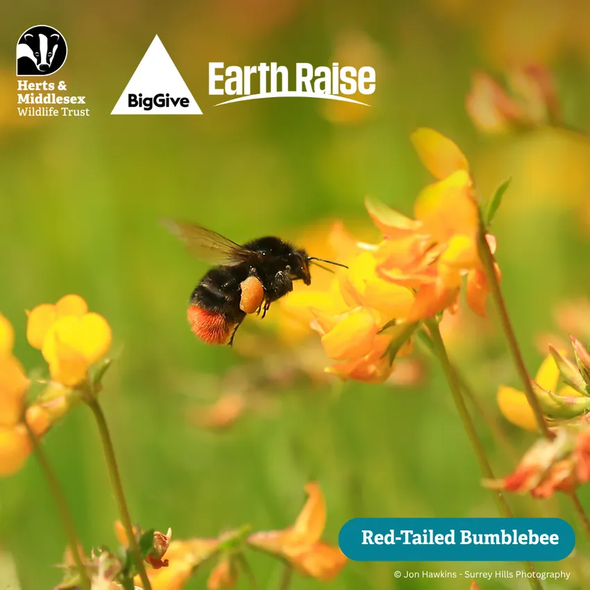 Red-tailed Bumblebee