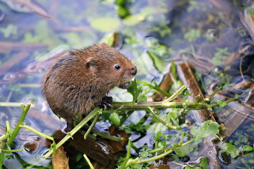 Water Vole © G Masserano