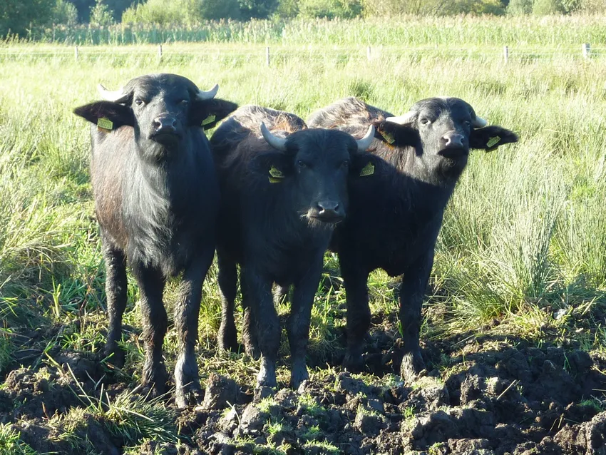 Water Buffalos at Rye Meads Nature Reserve