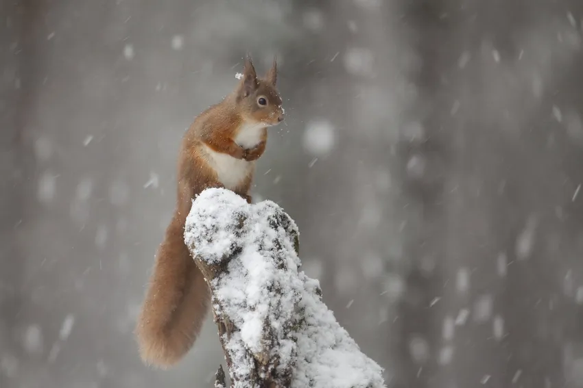 Red Squirrel in Snow (c) Peter Cairns