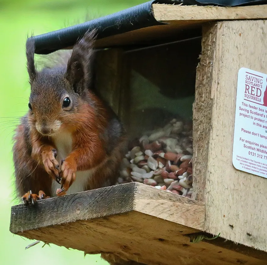 Red in a Feeder Box (c) Jaclyn Sparks
