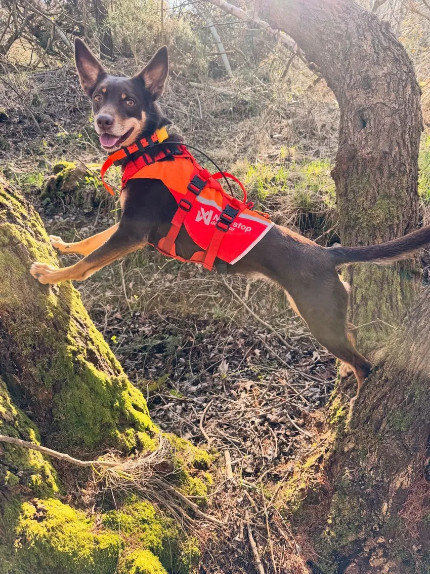 Sika the Detection Dog at work (c)Libby Welbourn