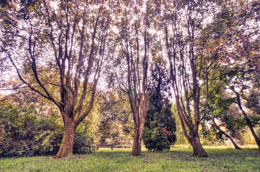 Bristol whitebeams are threatened in the wild. Westonbirt cares for the largest living specimens in the UK - by Charles Budd