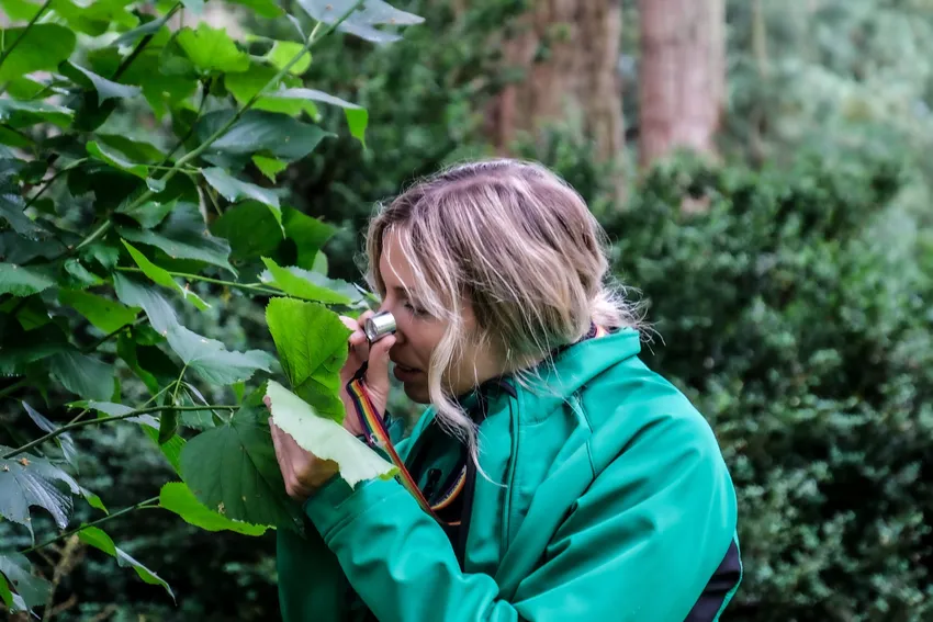 Westonbirt supports scientific research into tree conservation, including native lime trees (pictured)