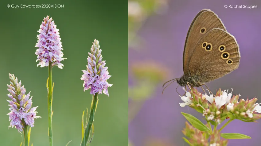 Heath spotted orchid and ringlet butterfly