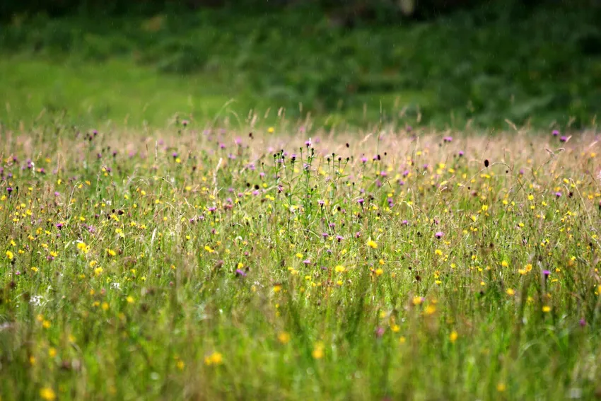 Grasslands