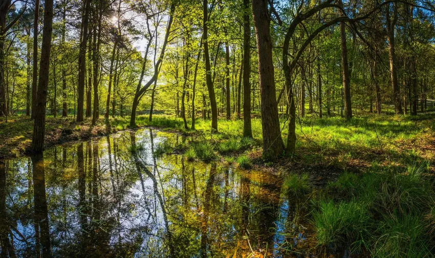 Woodlands