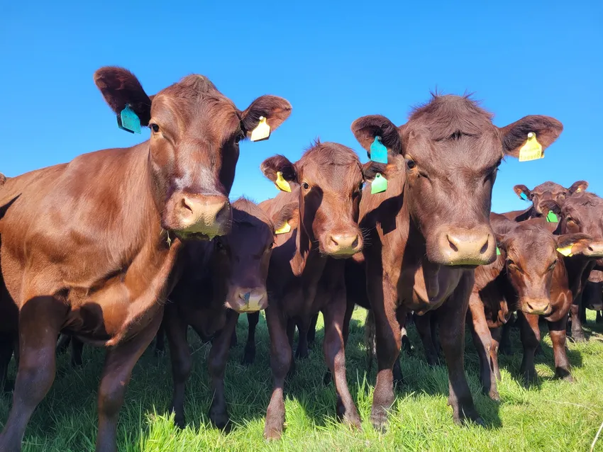 Cows