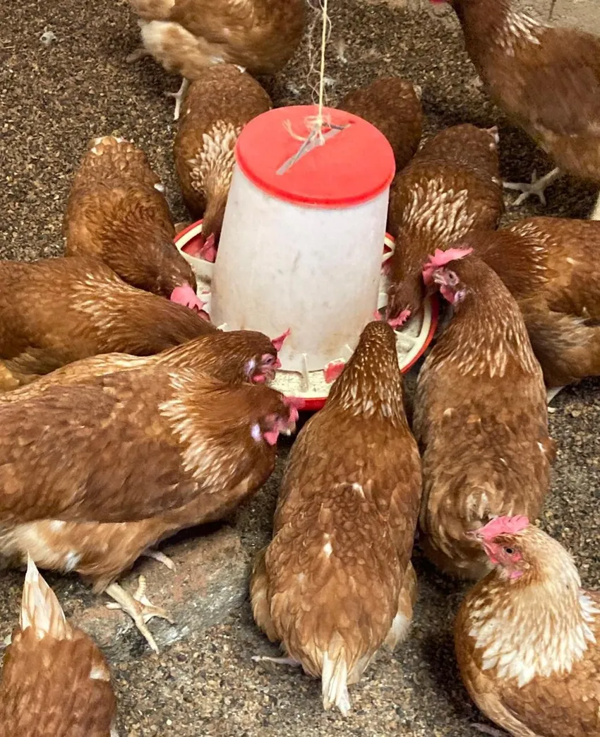 Chickens feeding
